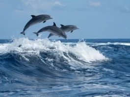 IOC-UNESCO Guides Humanity Through Ocean Science