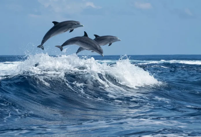 IOC-UNESCO Guides Humanity Through Ocean Science